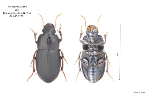 Réf. 321 079 : Harpalus tardus